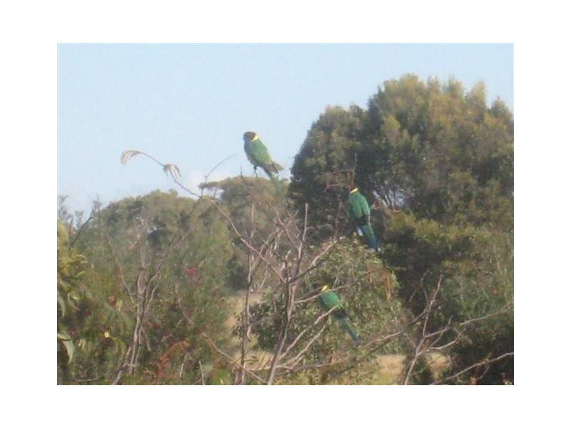 Lot 50 Norton Lane, BIG SWAMP via, Port Lincoln SA 5606
