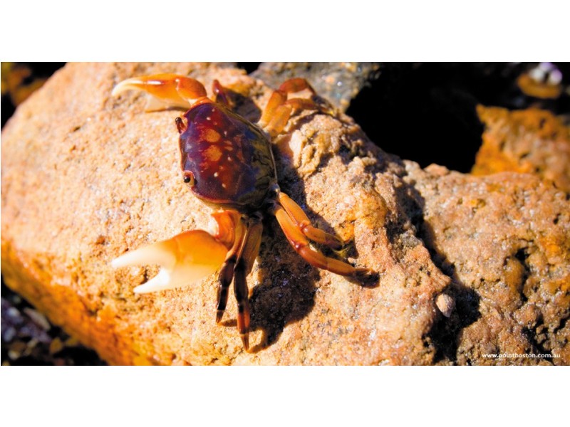 8 Plover Court Point Boston Via, Port Lincoln SA 5606