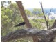 Lot 17 Bronze Wing Drive, Port Lincoln SA 5606