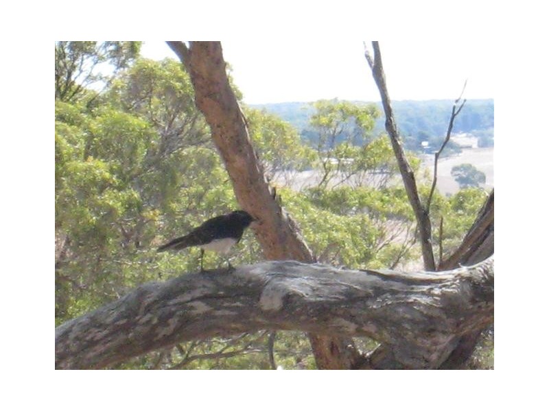 Lot 17 Bronze Wing Drive, Port Lincoln SA 5606