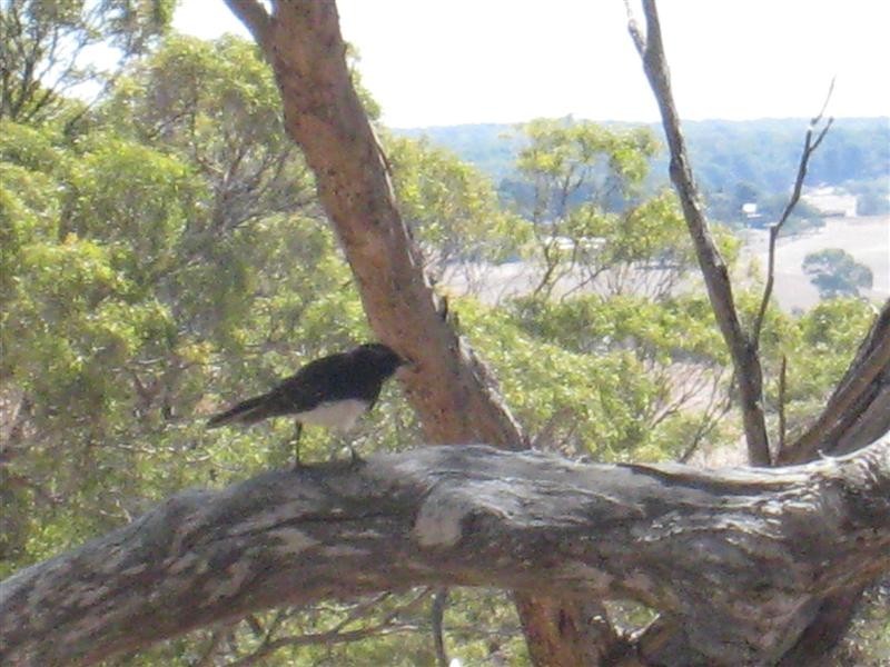 Lot 17 Bronze Wing Drive, Endeavour Heights, Port Lincoln SA 5606