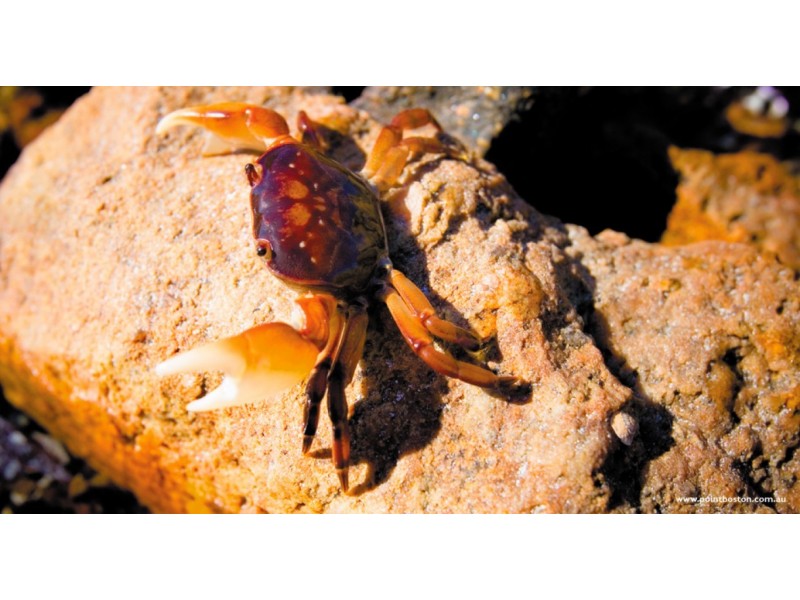 Lot 165 Point Boston Peninsula, Port Lincoln SA 5606