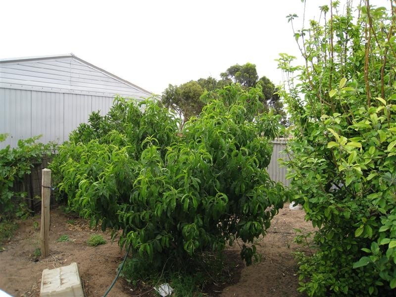 1 Poynton Street, Ceduna SA 5690