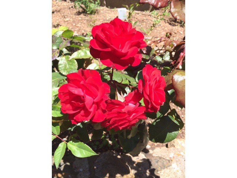 8 McFarlane Avenue, Port Lincoln SA 5606