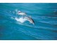 Lots 10 – 81 Clearwater Cove Estate, Streaky Bay SA 5680