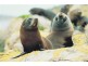 Lots 10 – 81 Clearwater Cove Estate, Streaky Bay SA 5680