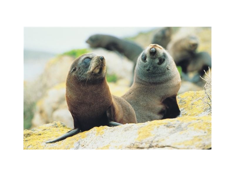 Lots 10 – 81 Clearwater Cove Estate, Streaky Bay SA 5680