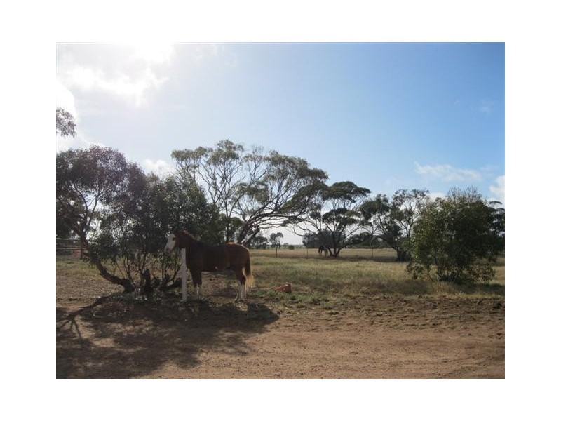 76 Station Road, Wirrulla SA 5661