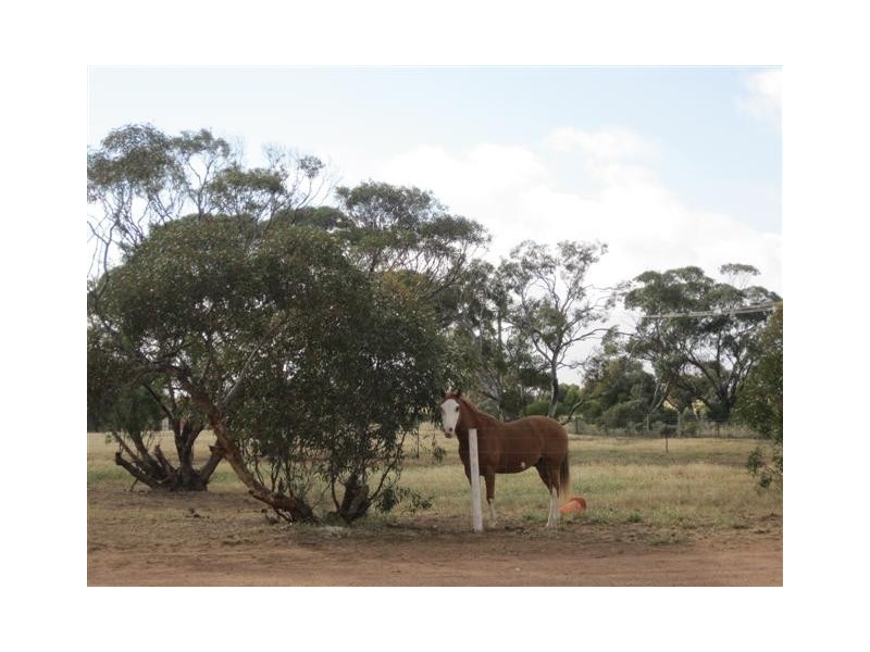 76 Station Road, Wirrulla SA 5661