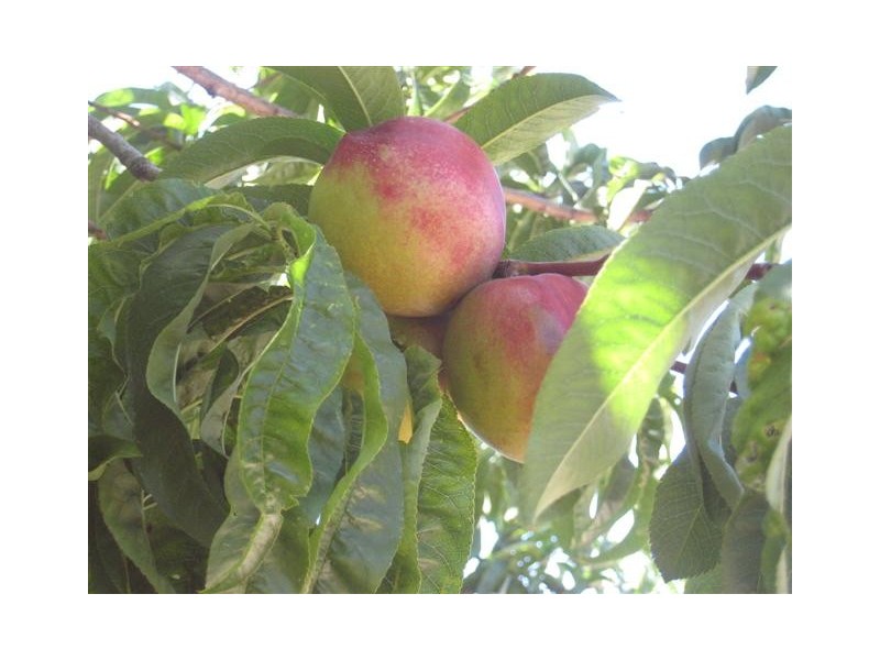 14  Abeona Terrace, Port Lincoln SA 5606