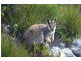 Lot 33 Whalers Drive, Thistle Island, Port Lincoln SA 5606