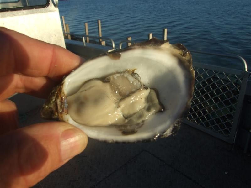 Shed 4 Lawrie Road, Coffin Bay SA 5607