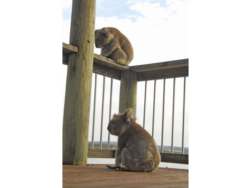 Lot 12 Mary Ellis Wreck Road, Sleaford via, Port Lincoln SA 5606