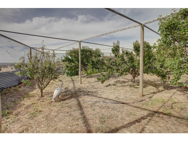 29-33 Thornbill Road, Boston SA 5607