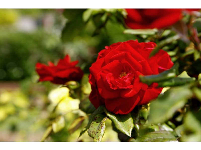 6 Everard Court, Port Lincoln SA 5606