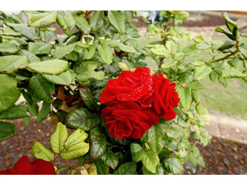 6 Everard Court, Port Lincoln SA 5606