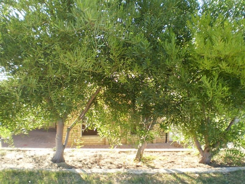 6A Moseley Hill, Kardinya WA 6163