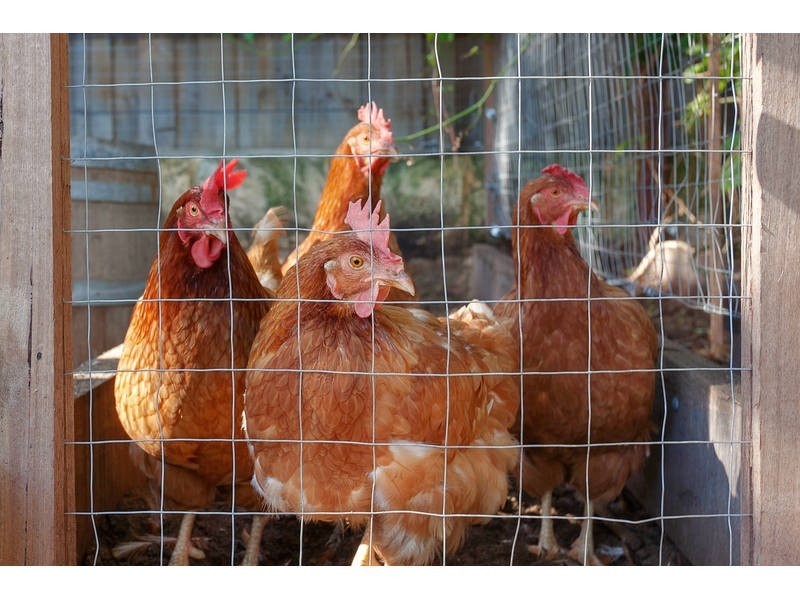 24B Oldham Cres, Hilton WA 6163