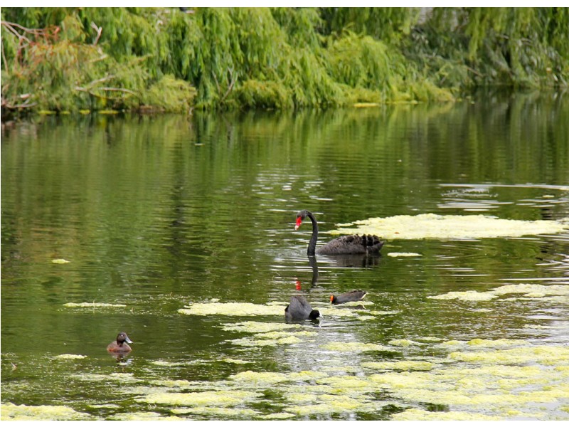 7/9 Clydesdale Street, Como WA 6152