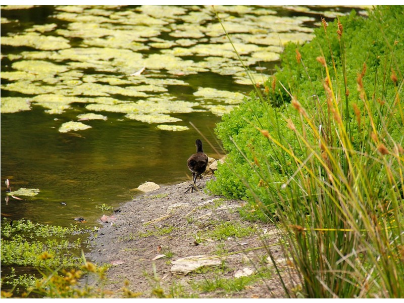 7/9 Clydesdale Street, Como WA 6152