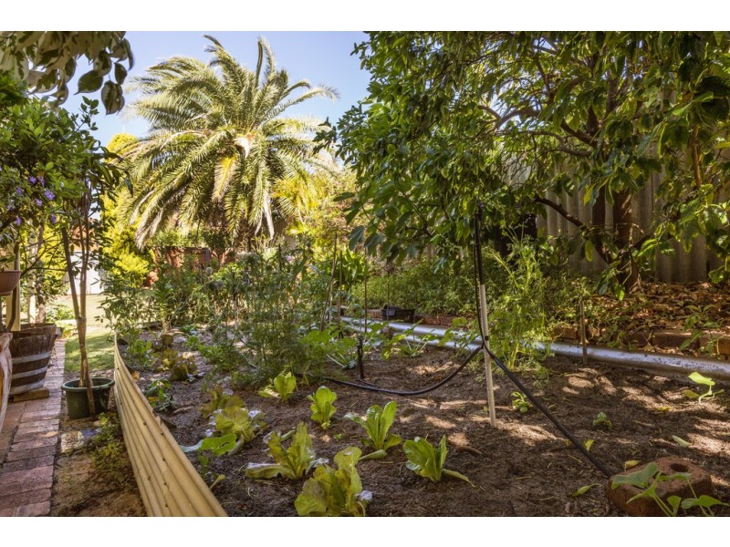 147 Le Souef Drive, Kardinya WA 6163