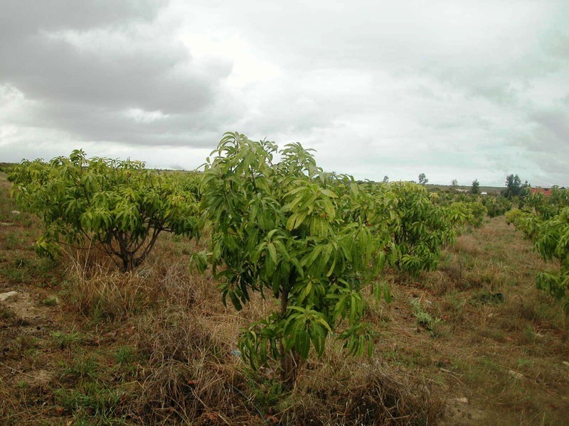 LOT 102 CNR CANOVER ROAD, Jurien Bay WA 6516