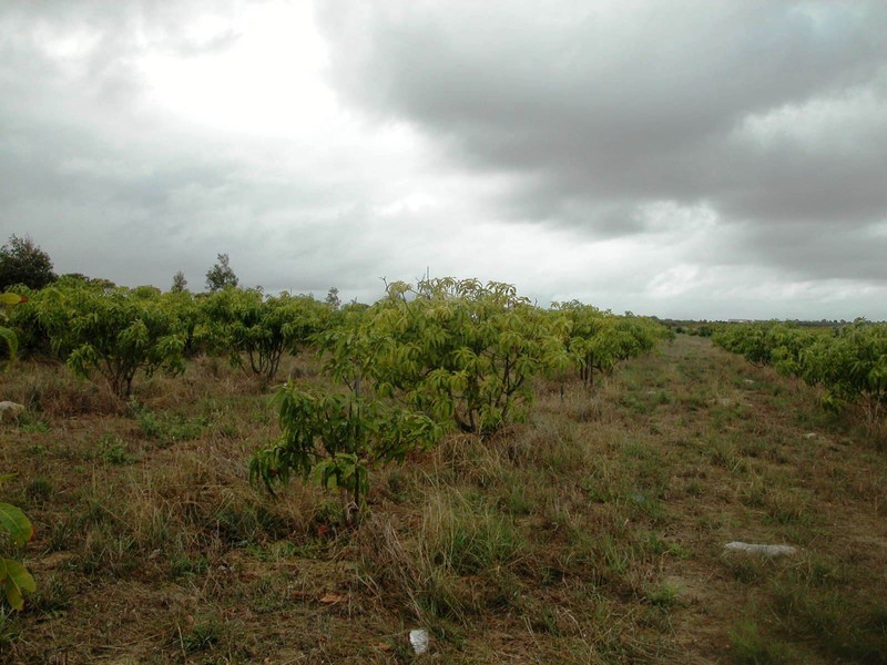 LOT 102 CNR CANOVER ROAD, Jurien Bay WA 6516