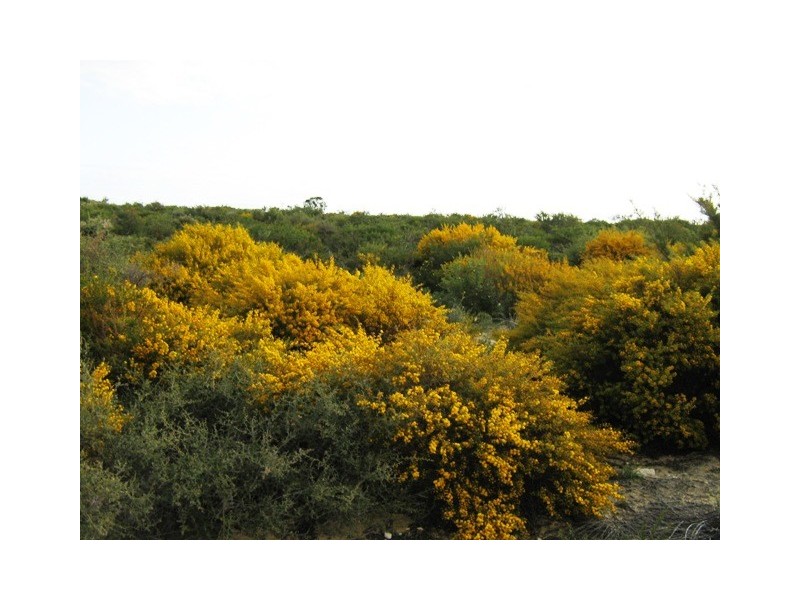 Lot 301 SULINA CRESCENT, Jurien Bay WA 6516