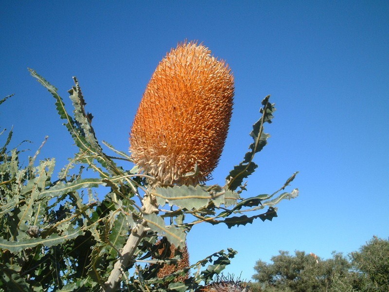 LOT 16 WREN WAY, Jurien Bay WA 6516
