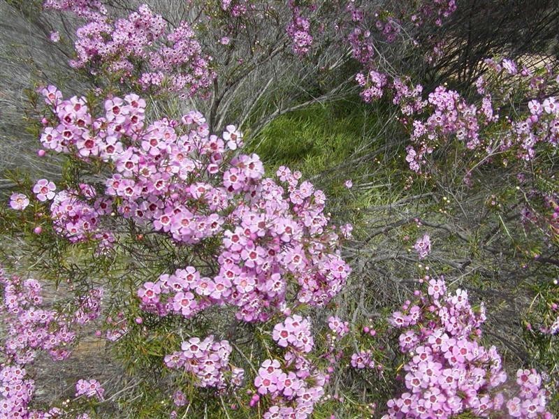 13 COOPER ST, Eneabba WA 6518