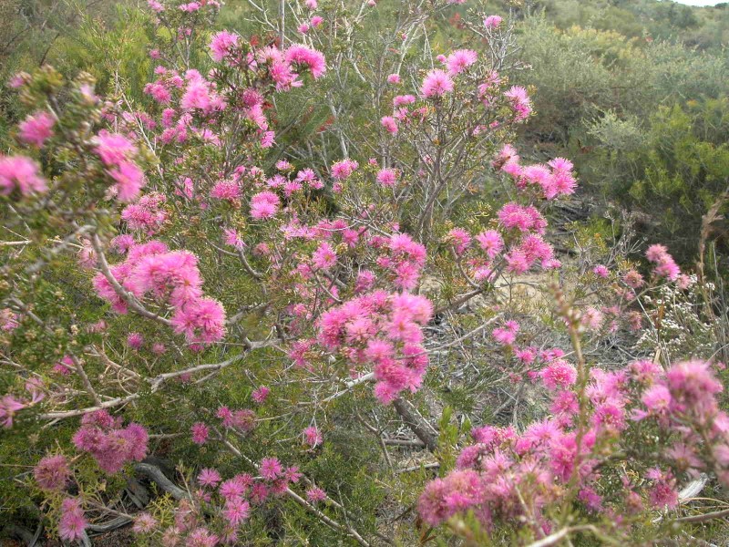 LOT 278 PREMIER DRIVE, Jurien Bay WA 6516