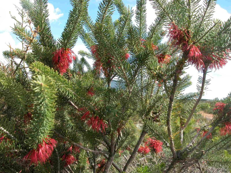 LOT 278 PREMIER DRIVE, Jurien Bay WA 6516