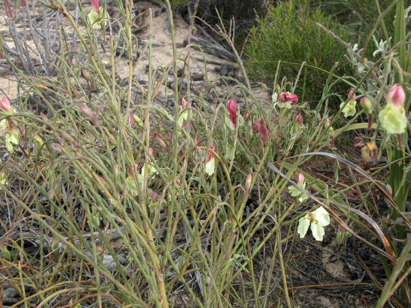 LOT 278 PREMIER DRIVE, Jurien Bay WA 6516