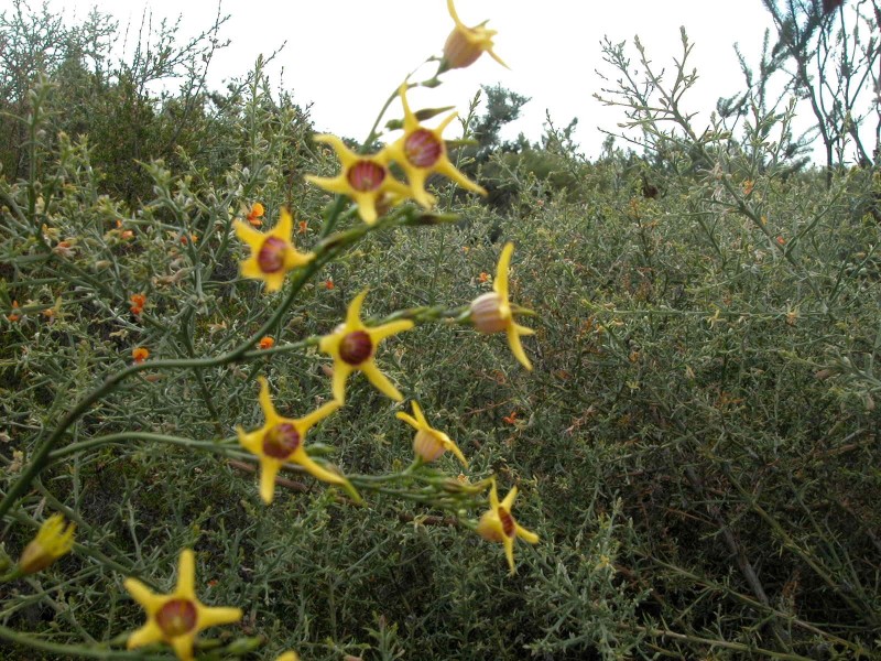 LOT 278 PREMIER DRIVE, Jurien Bay WA 6516