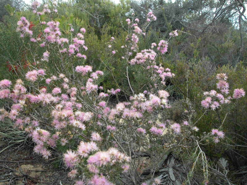 LOT 278 PREMIER DRIVE, Jurien Bay WA 6516