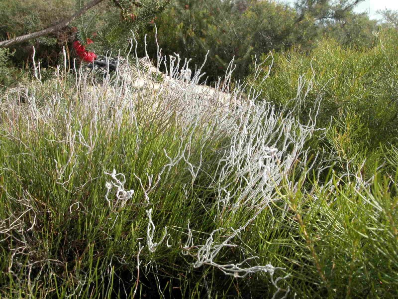 LOT 278 PREMIER DRIVE, Jurien Bay WA 6516