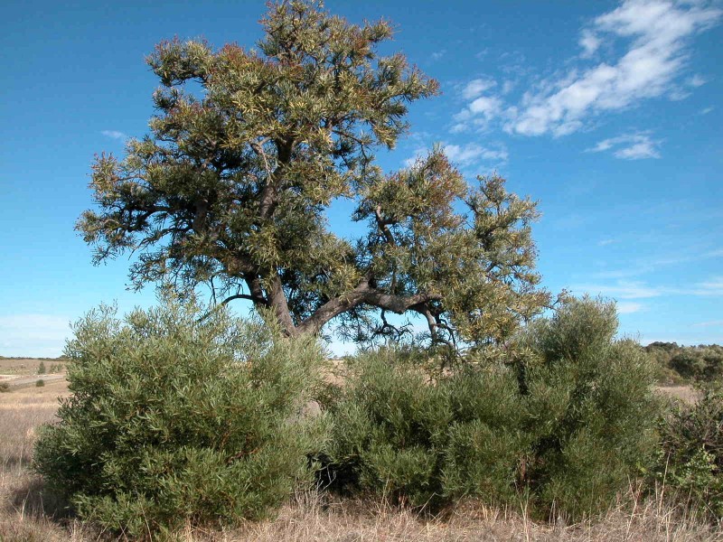 LOT 83 CAMBEWARRA DRIVE, Jurien Bay WA 6516