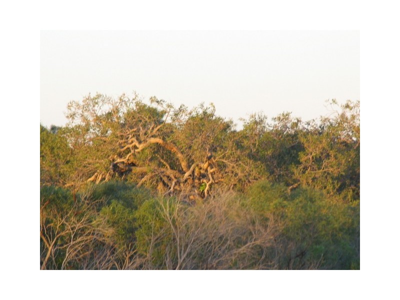 LOT 31 RIVER LOOP, Jurien Bay WA 6516