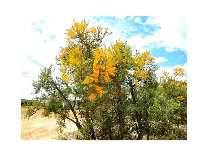 LOT 67 CAMBEWARRA DRIVE, Jurien Bay WA 6516