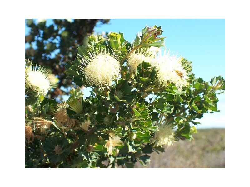 LOT 70 RIVER LOOP, Jurien Bay WA 6516