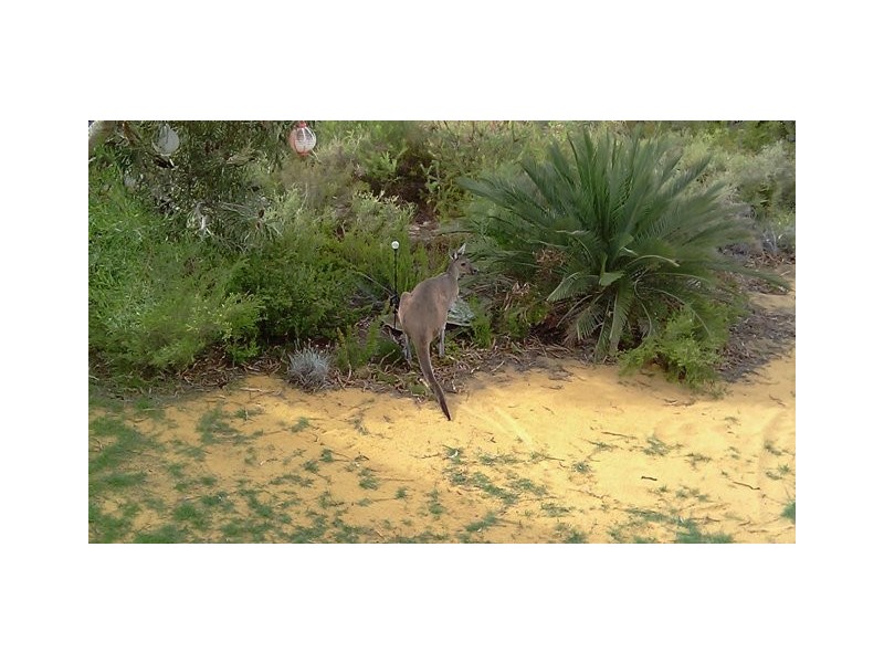 38 Premier Drive, Jurien Bay WA 6516