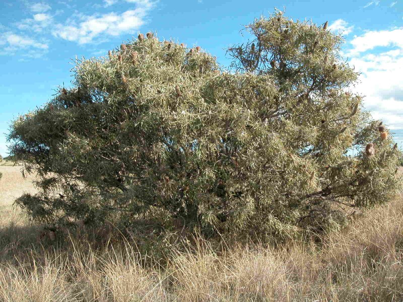 LOT 83 CAMBEWARRA DRIVE, Jurien Bay WA 6516