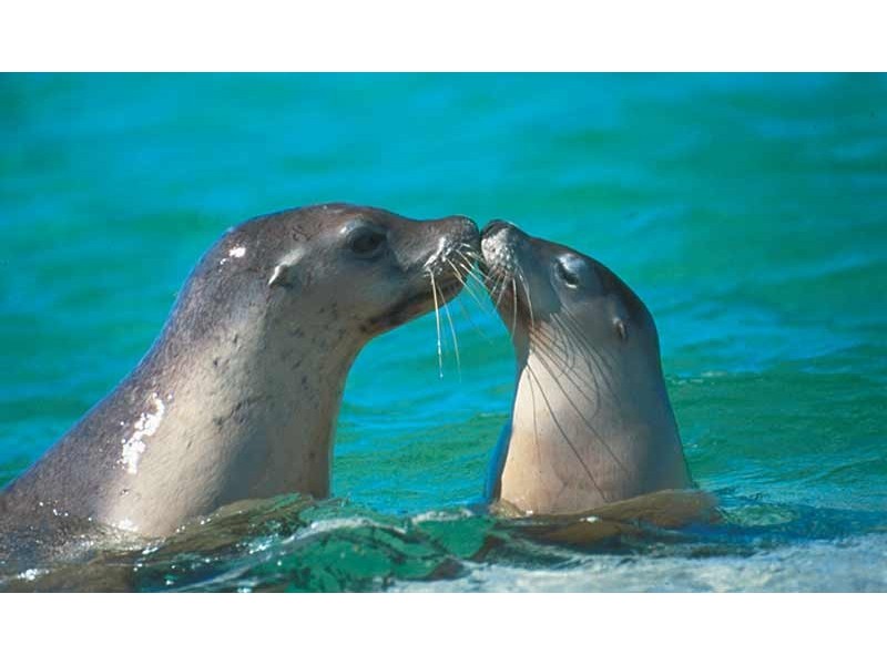 LOT 798 ADAMS CRESCENT and PETHICK LOOP, Green Head WA 6514