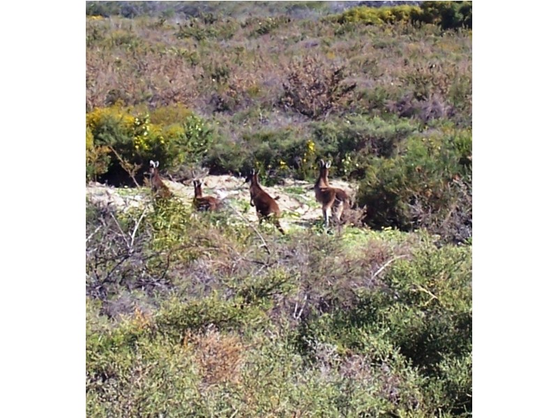 LOT 70 RIVER LOOP, Jurien Bay WA 6516