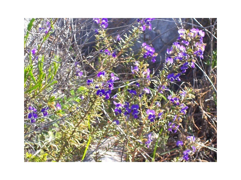 LOT 70 RIVER LOOP, Jurien Bay WA 6516