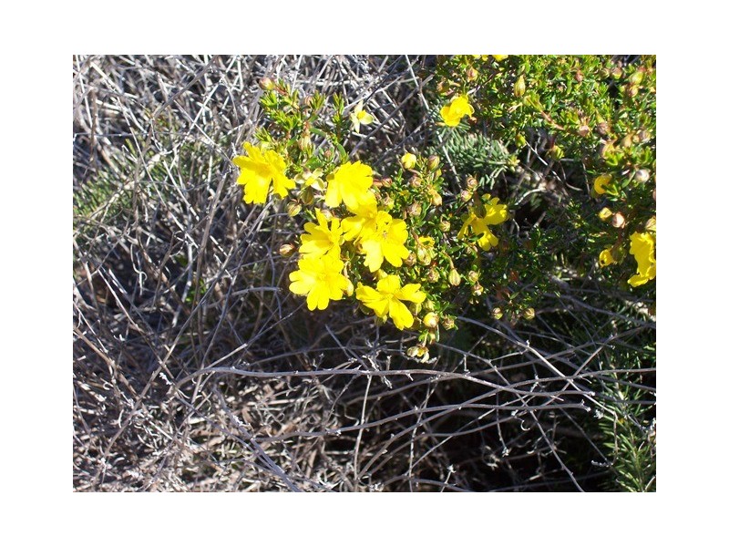 LOT 70 RIVER LOOP, Jurien Bay WA 6516