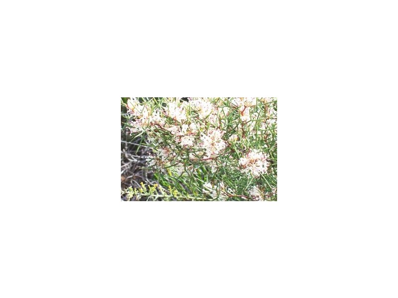 LOT 70 RIVER LOOP, Jurien Bay WA 6516