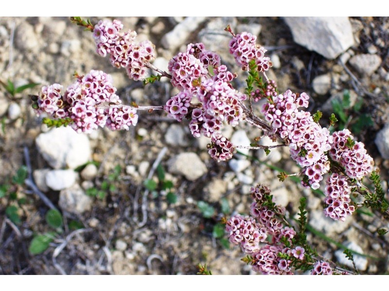 LOT 70 RIVER LOOP, Jurien Bay WA 6516