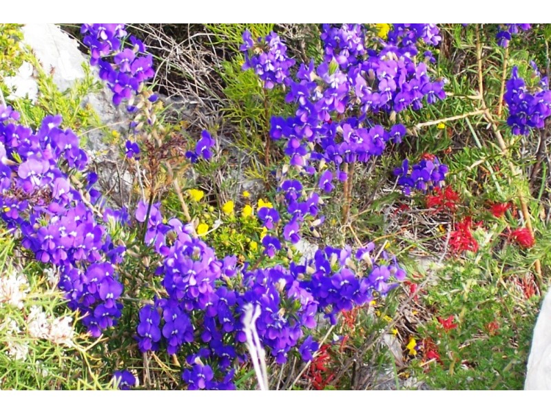 LOT 70 RIVER LOOP, Jurien Bay WA 6516