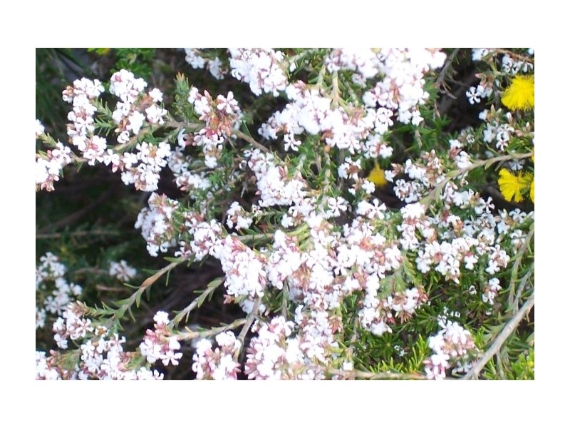 LOT 70 RIVER LOOP, Jurien Bay WA 6516